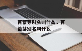 苜蓿芽别名叫什么，苜蓿芽别名叫什么