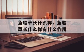鱼腥草长什么样，鱼腥草长什么样有什么作用