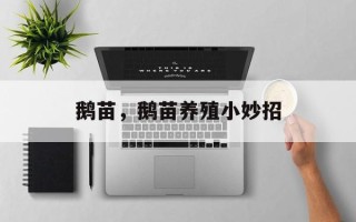 鹅苗，鹅苗养殖小妙招