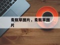 麦瓶草图片，麦瓶草图片