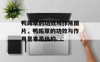 鸭跖草的功效与作用图片，鸭跖草的功效与作用是寒是热的
