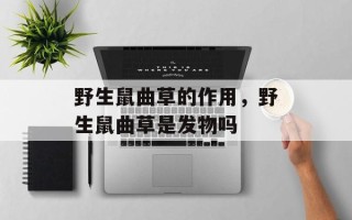 野生鼠曲草的作用，野生鼠曲草是发物吗