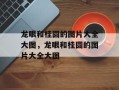 龙眼和桂圆的图片大全大图，龙眼和桂圆的图片大全大图