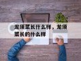 龙须菜长什么样，龙须菜长的什么样
