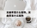 鼠曲草是什么植物，鼠曲草是什么植物