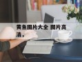 黄鱼图片大全 图片高清，
