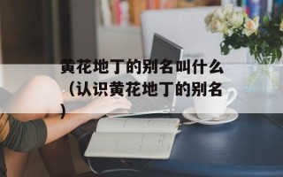 黄花地丁的别名叫什么（认识黄花地丁的别名）