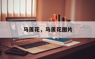 马莲花，马莲花图片