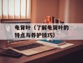 龟背叶（了解龟背叶的特点与养护技巧）