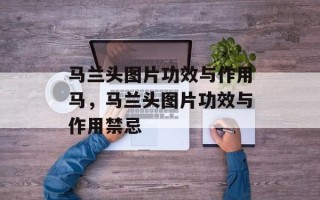 马兰头图片功效与作用马，马兰头图片功效与作用禁忌