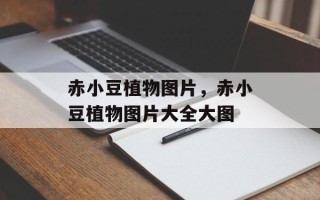 赤小豆植物图片，赤小豆植物图片大全大图