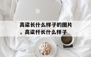 高粱长什么样子的图片，高粱杆长什么样子