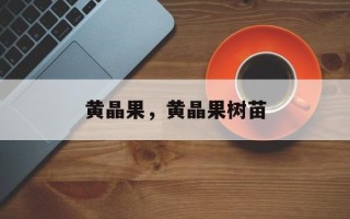 黄晶果，黄晶果树苗