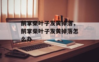 鹅掌柴叶子发黄掉落，鹅掌柴叶子发黄掉落怎么办