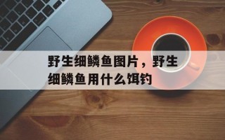野生细鳞鱼图片，野生细鳞鱼用什么饵钓