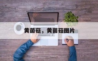 黄菌菇，黄菌菇图片