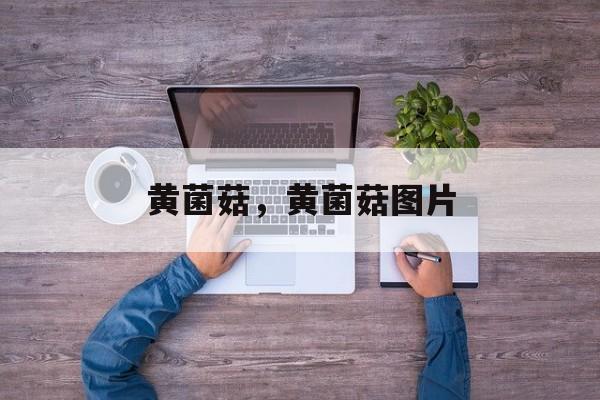 黄菌菇，黄菌菇图片-第1张图片-