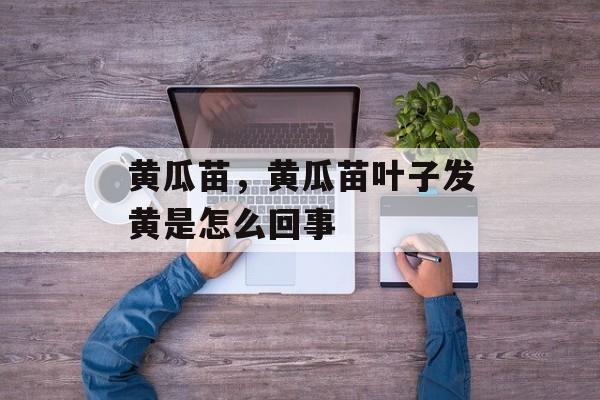 黄瓜苗，黄瓜苗叶子发黄是怎么回事-第1张图片-