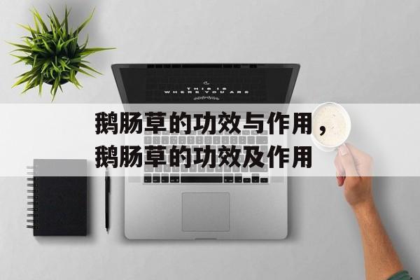 鹅肠草的功效与作用，鹅肠草的功效及作用-第1张图片-