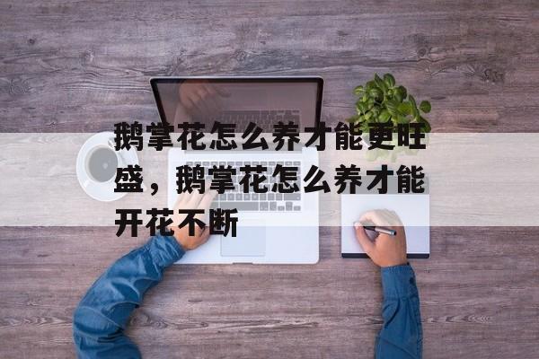 鹅掌花怎么养才能更旺盛，鹅掌花怎么养才能开花不断-第1张图片-