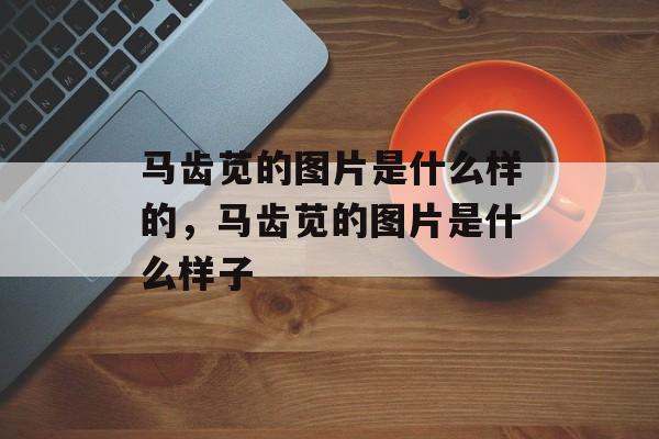 马齿苋的图片是什么样的，马齿苋的图片是什么样子-第1张图片-