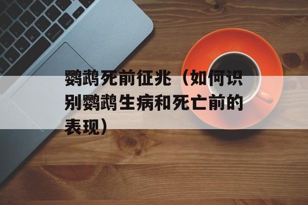 鹦鹉死前征兆（如何识别鹦鹉生病和死亡前的表现）-第1张图片-
