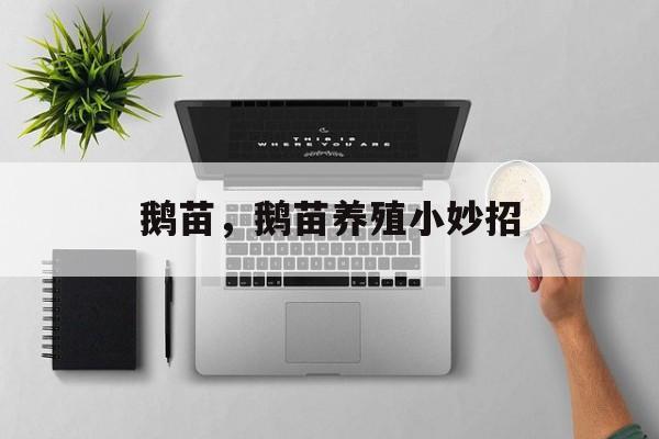 鹅苗，鹅苗养殖小妙招-第1张图片-