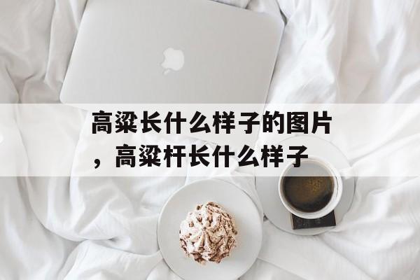 高粱长什么样子的图片，高粱杆长什么样子-第1张图片-