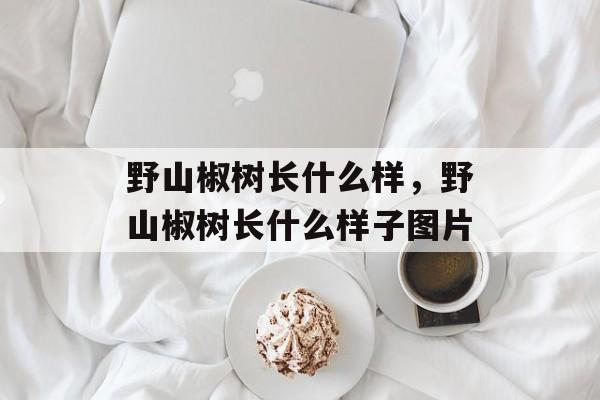 野山椒树长什么样，野山椒树长什么样子图片-第1张图片-
