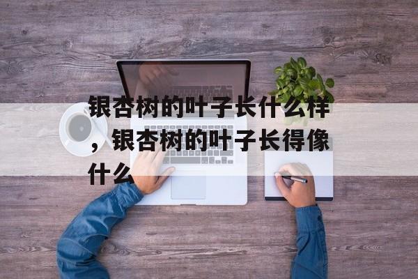 银杏树的叶子长什么样，银杏树的叶子长得像什么-第1张图片-